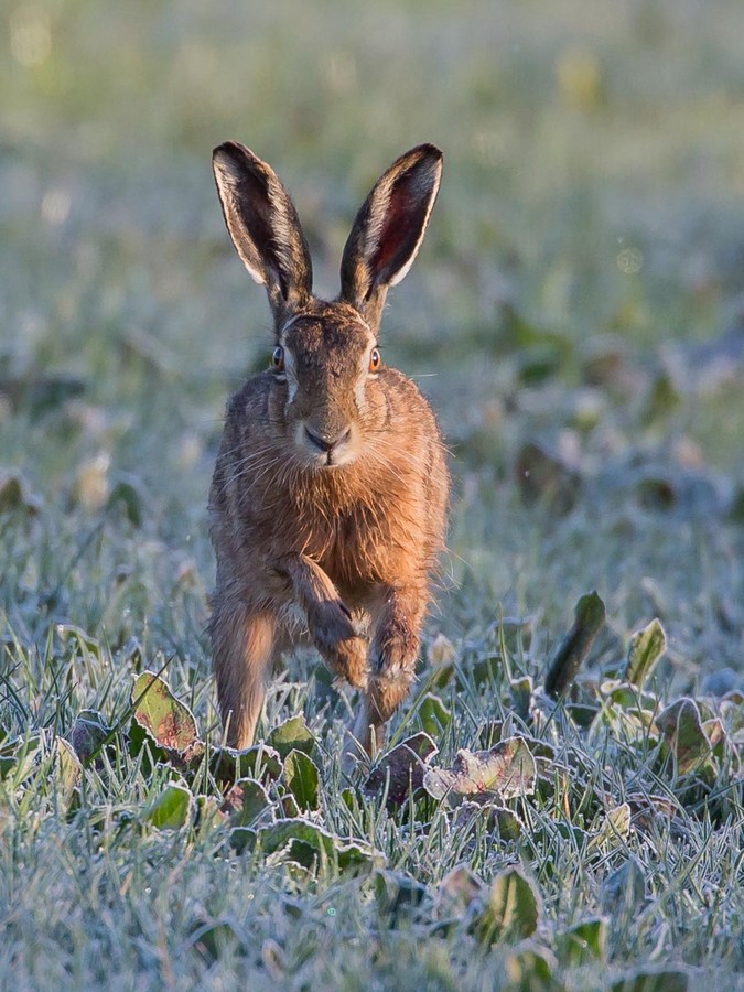 Brown Hare